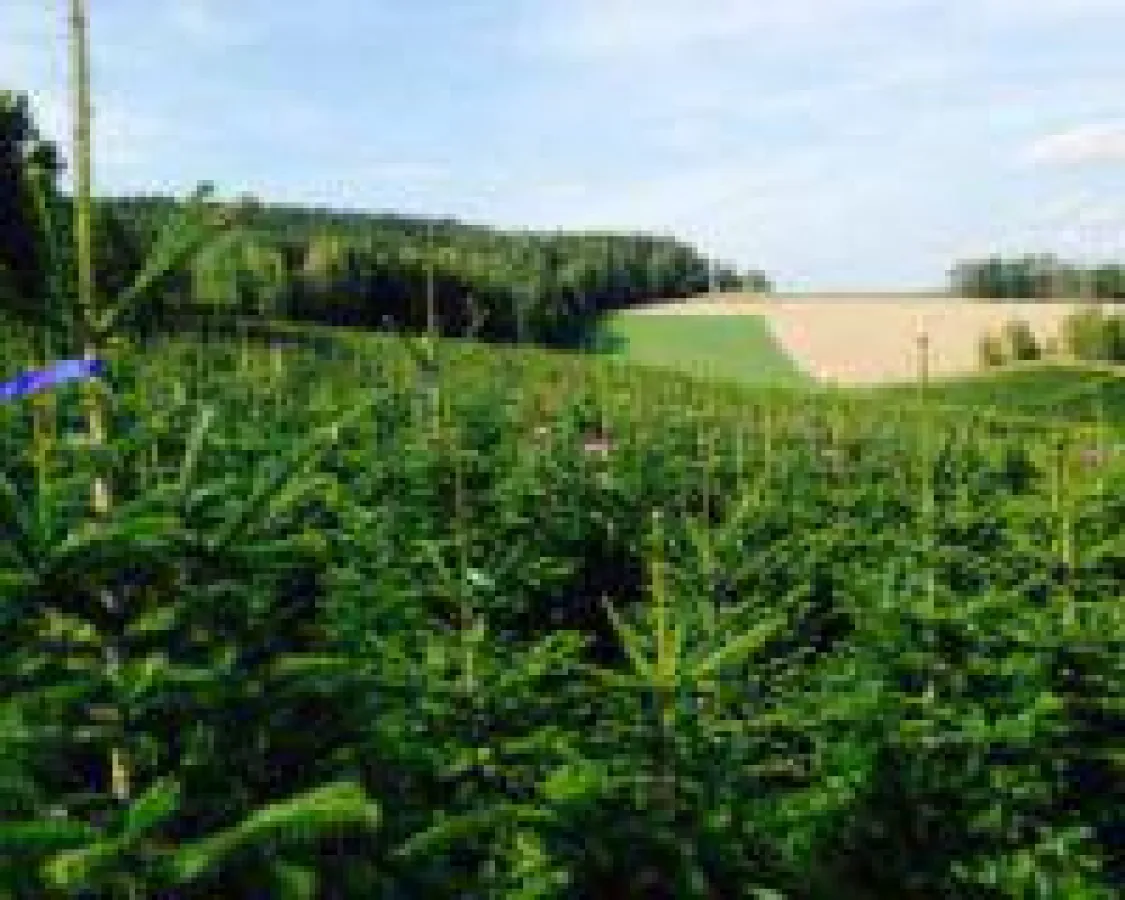 Weihnachtsbaum Zentrale: original Ambrolauri Nordmanntannen zum Vorzugspreis deutschlandweit