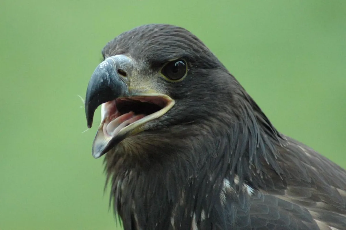 Seeadler Linus zeigt sich den Besuchern im Wildpark Eekholt (Kreis Segeberg)