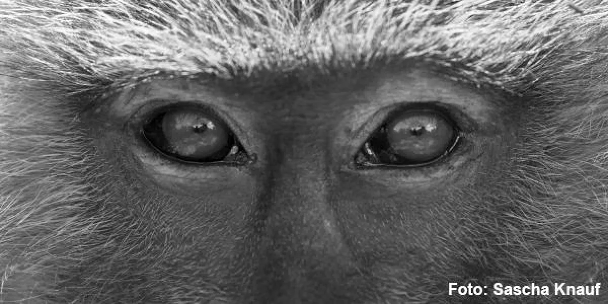 Primaten faszinieren – Titelbild der Ausstellung zeigt eine Nahaufnahme eines Anubispavians (P. anubis) am Lake Manyara Nationalpark in Tansania. ( Foto: Sascha Knauf)