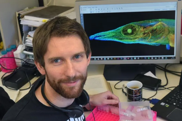 Muskelentwicklung bei Fischen liefert Erkenntnisse über die Evolution der Landwirbeltiere Bild: Muskelentwicklung bei Fischen liefert Erkenntnisse über die Evolution der Landwirbeltiere