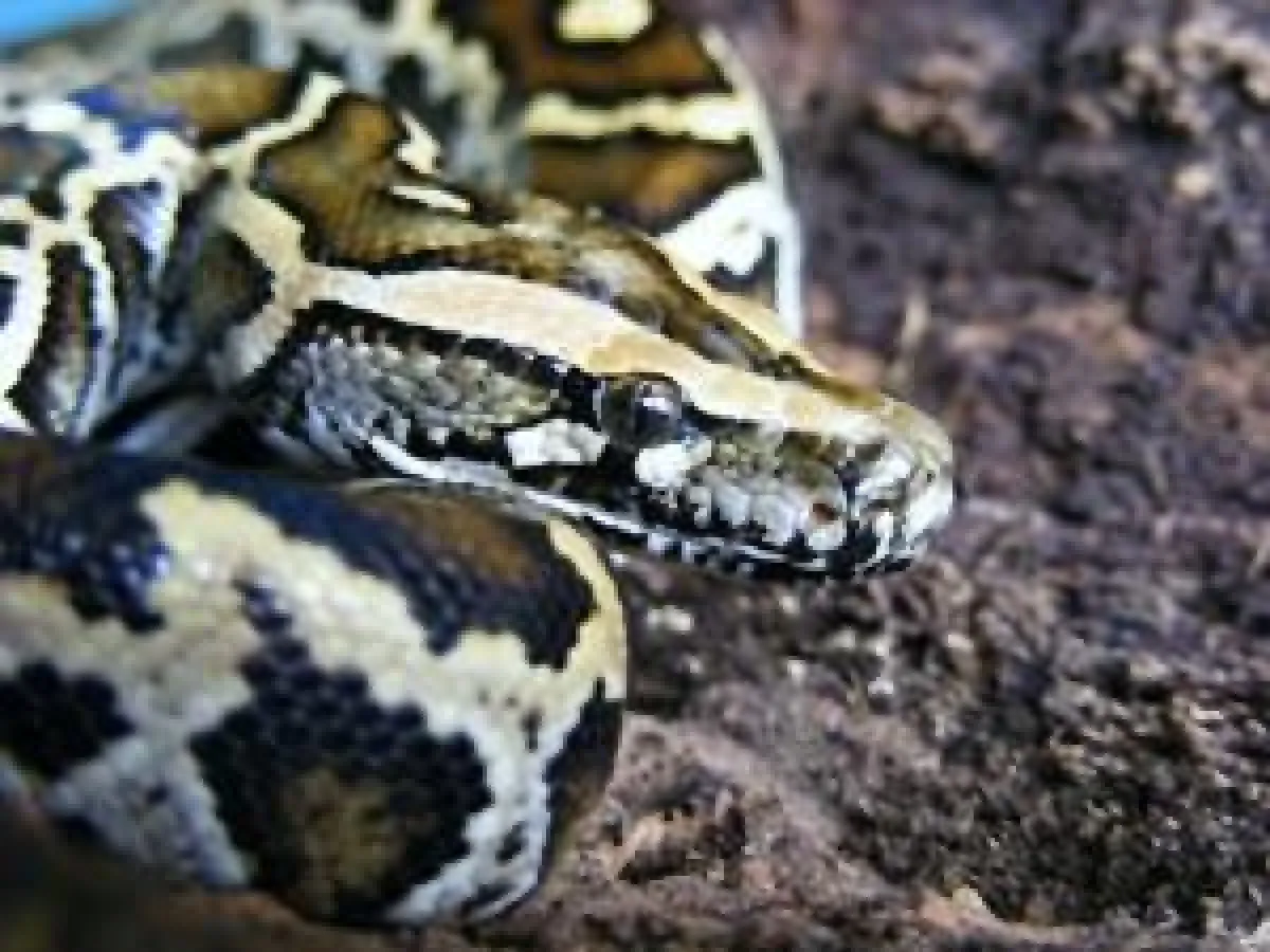 aktion tier e.V. versucht den Trend zum exotischen Heimtier zu stoppen