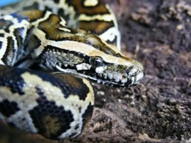 Bild: aktion tier e.V. versucht den Trend zum exotischen Heimtier zu stoppen