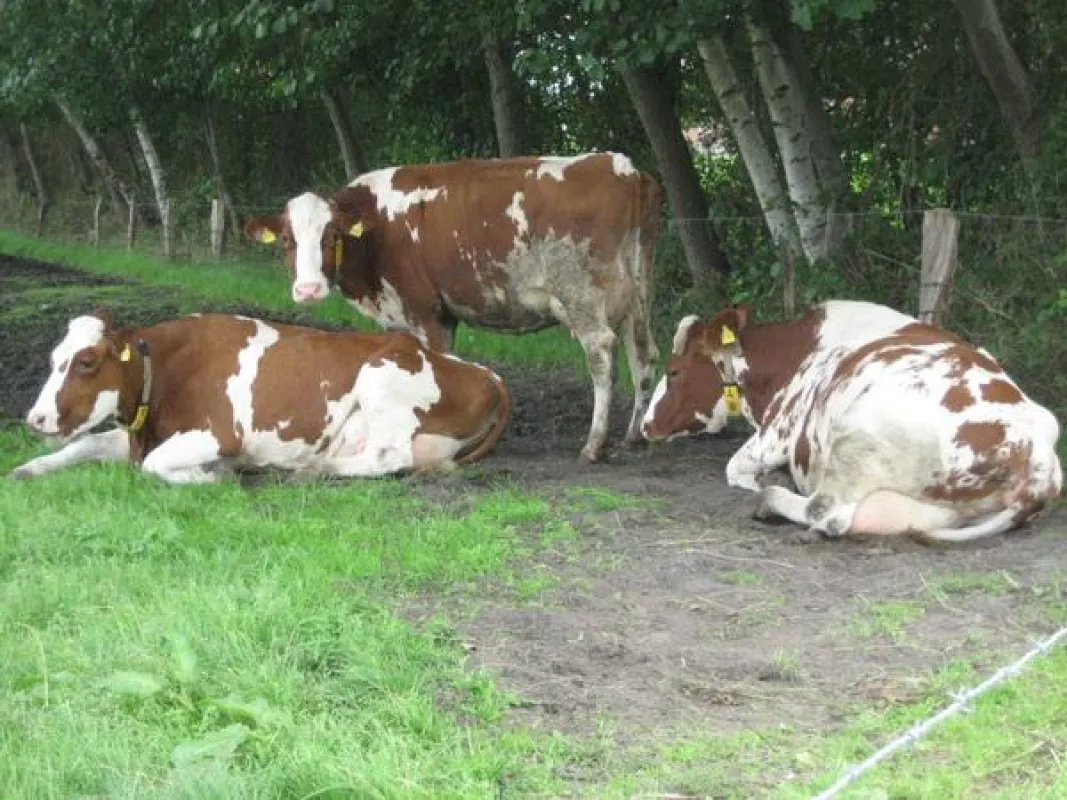 Chronischer Botulismus in Milchviehehrden