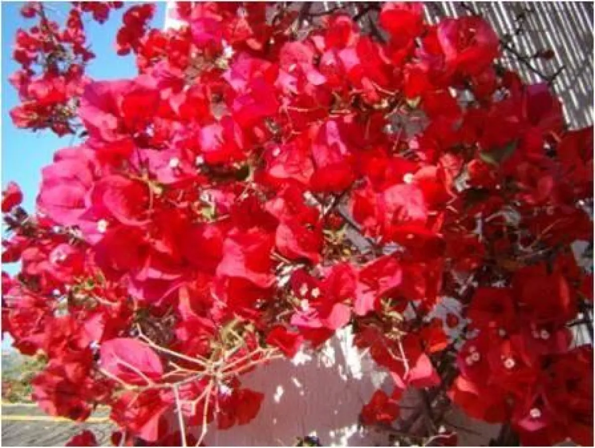 Trendfarben im Garten - jetzt unter www.seidenspinner.de