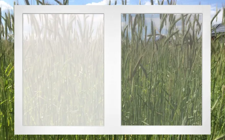 Bild: Die Pollenzeit hat schon begonnen