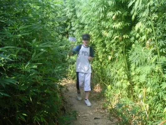 Bild: Hanflabyrinth öffnet auch heuer wieder seine Pforten