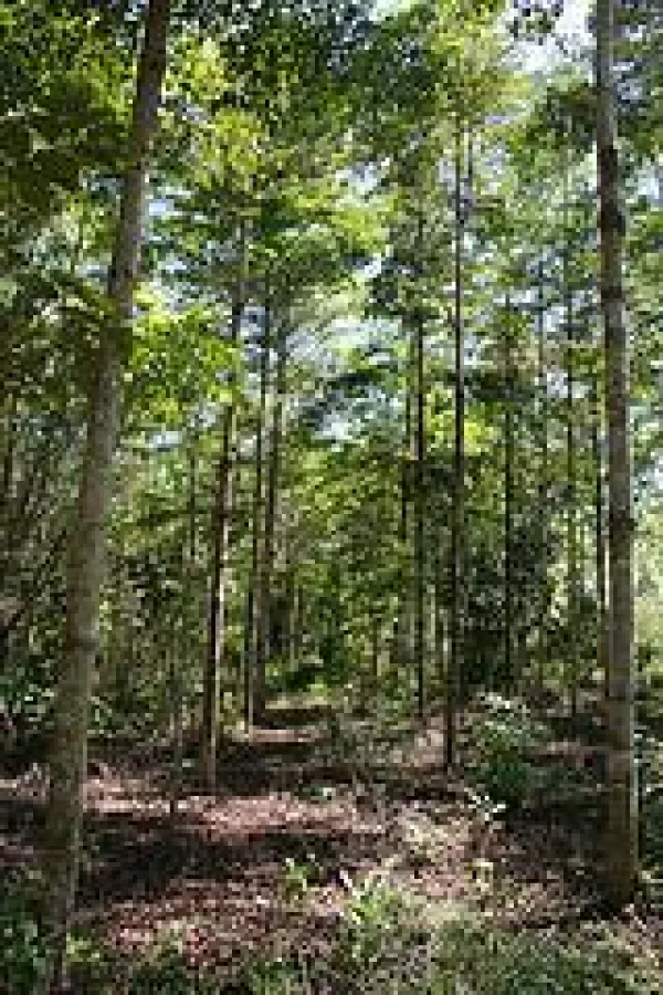 Ein FSC-zertifizierter Forst von ForestFinance