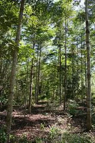 Bild: ForestFinance für den FSC Global Partner Award nominiert