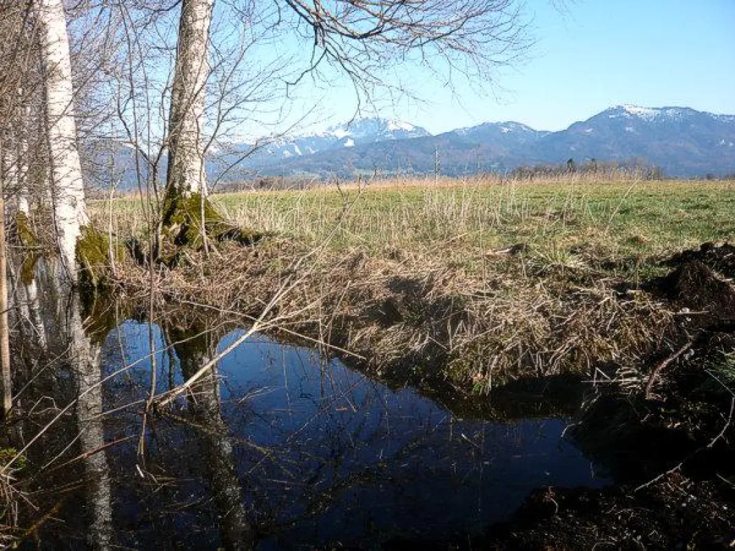 Im Loisach-Kochelsee-Moor