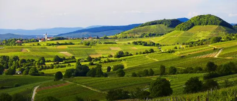 Sonne tanken im Markgräflerland Bild: Sonne tanken im Markgräflerland
