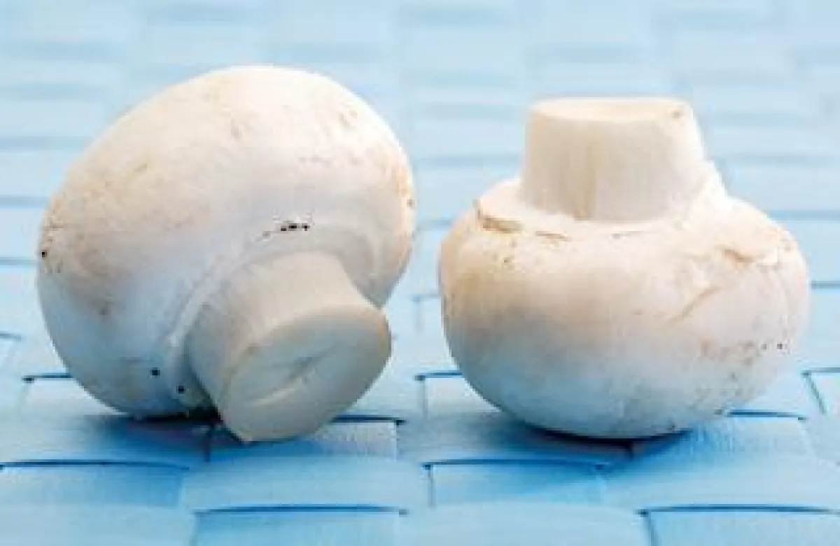 Champignonsporen werden beim Transport in Komposterde mit flüssigem Kohlendioxid gekühlt.