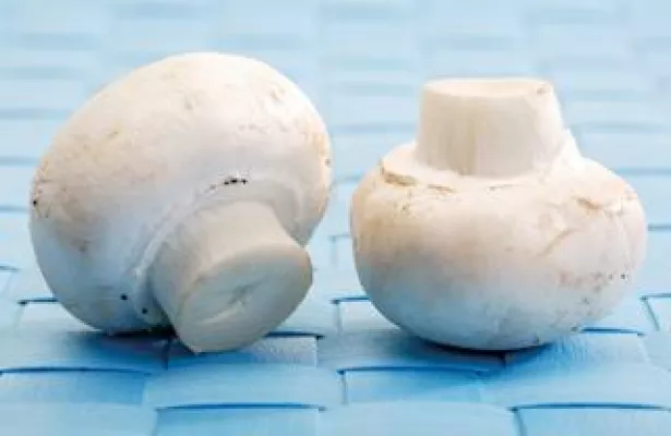 Bild: Kohlendioxid konserviert die Sporen von Champignons