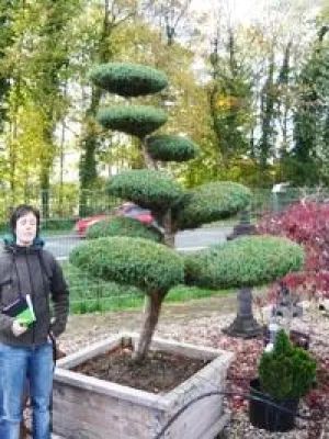Bild: Gartenbonsai - Asiatische Atmosphäre und edles Ambiente für den Garten