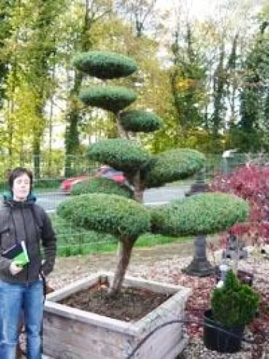 Bild: Gartenbonsai - Asiatische Atmosphäre und edles Ambiente für den Garten