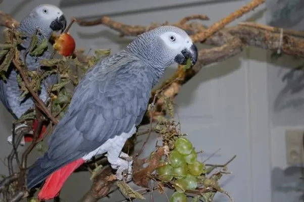 Bild: Wenn Vögel nicht mehr fliegen wollen – Fettleibigkeit bei Tieren