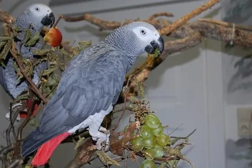 Wenn Vögel nicht mehr fliegen wollen – Fettleibigkeit bei Tieren Bild: Wenn Vögel nicht mehr fliegen wollen – Fettleibigkeit bei Tieren