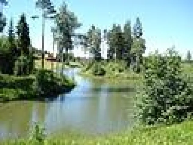 Bild: Betula alba – die jungfräuliche Göttin