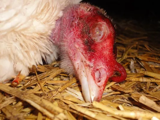 Bild: PM: Rücktrittsforderung: Ministerin Grotelüschen in Tierquälerei-Skandal verwickelt