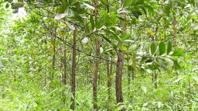 Bild: Teak-Investment GreenTeak ausverkauft - kurzlaufendes Waldinvestment GreenAcacia als Nachfolger