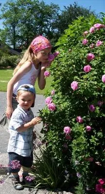 Bild: Rosentraum in Hof - In der oberfränkischen Stadt geraten Rosen- und Blumenfans ins Staunen