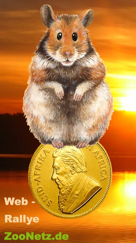 Hier surft der Goldhamster