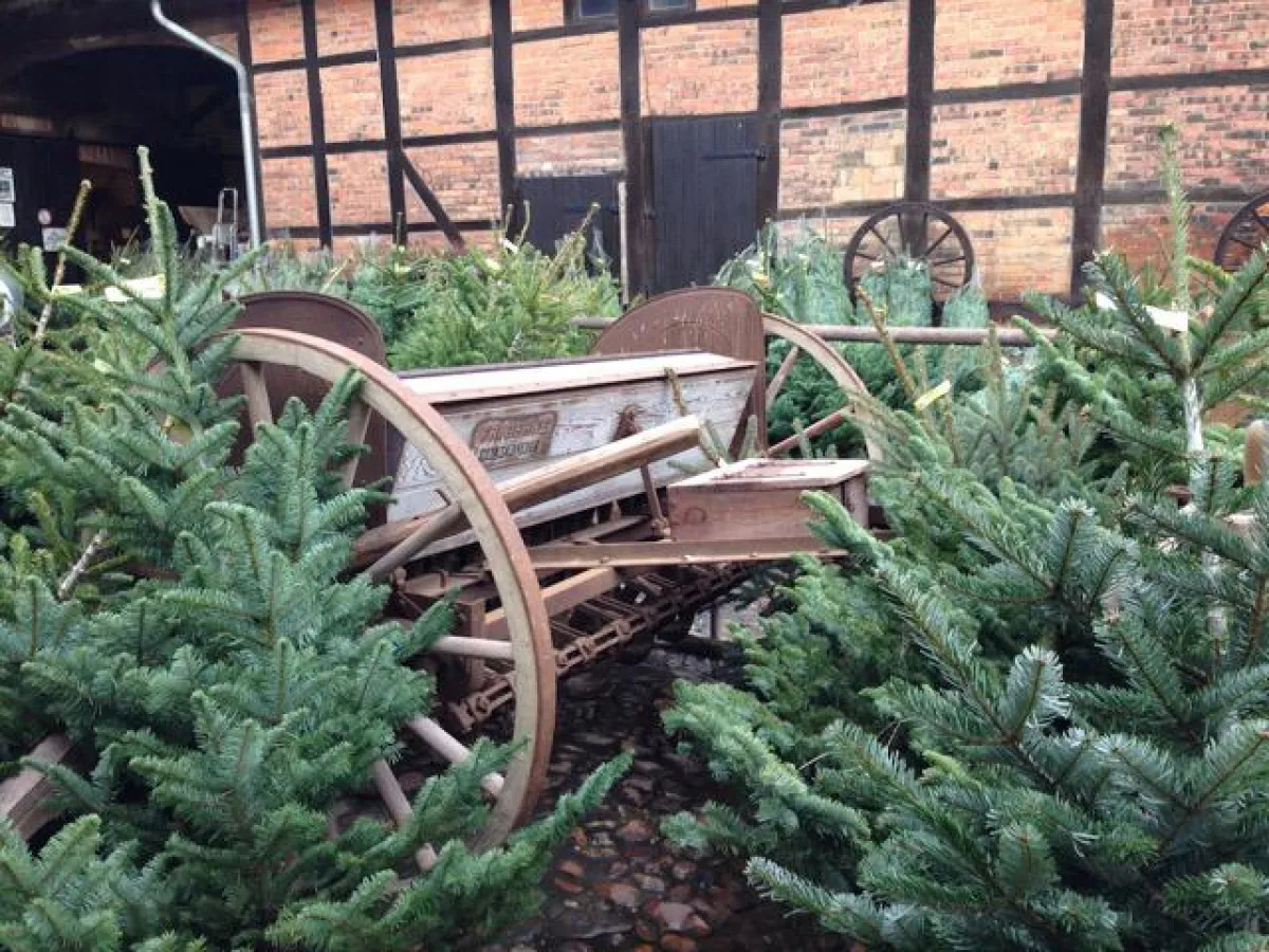 Bio-Weihnachtsbäume auf Lenges Hof