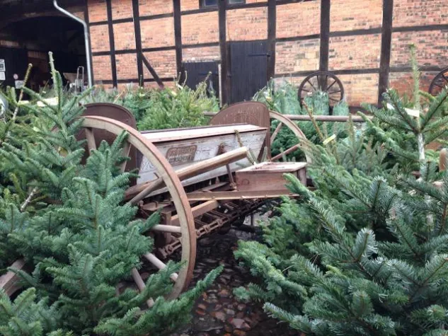 Warum Bio-Weihnachtsbäume? Bild: Warum Bio-Weihnachtsbäume?