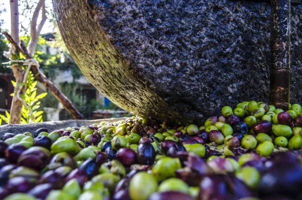 Bild: Die ikonische Olivenernte in Türkiye:   Ein saisonales Fest, das man nicht verpasst sollte