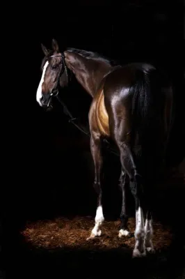Bild: Equine Fineart in der Cavallo Dezember Ausgabe