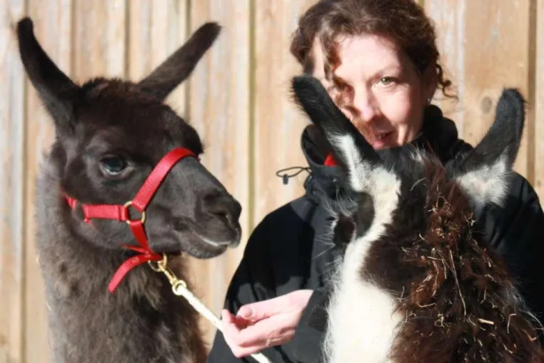 Delfine der Weide - Emotionale Intelligenz und Stressmanagement mit Lamas und Alpakas Bild: Delfine der Weide - Emotionale Intelligenz und Stressmanagement mit Lamas und Alpakas