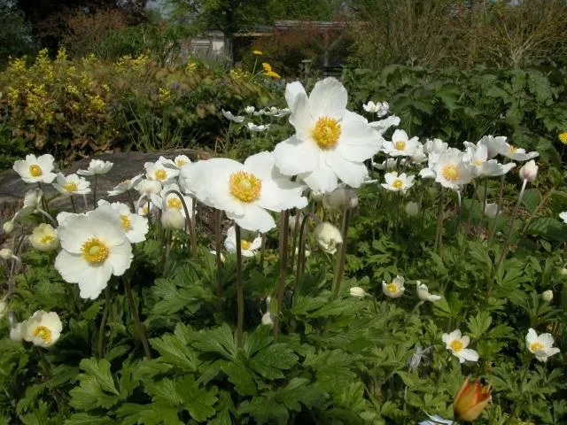 Gartengestaltung - Schlechten Boden gibt es nicht Bild: Gartengestaltung - Schlechten Boden gibt es nicht