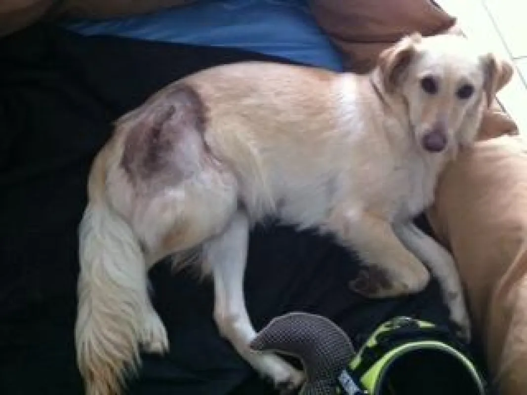 Die operierte, zweijährige Golden Retriever -Mix-Hündin Cherry nach deren OP sowie das Röntgenbild.