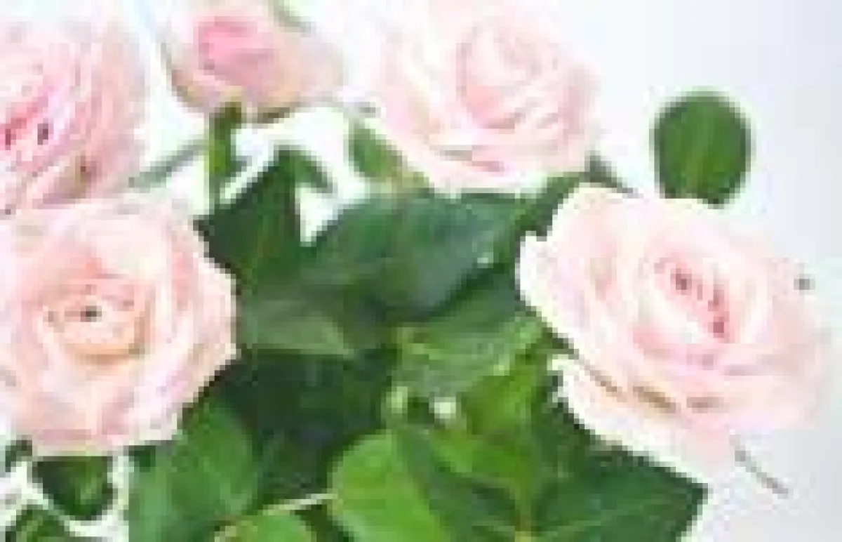 Gesunde Rosen durch richtige Pflege