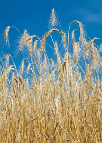 Pestizidanalyse für die LC/MS Bild: Pestizidanalyse für die LC/MS