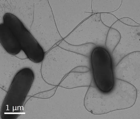 Bild: Researchers discover Achilles' heel of bacteria