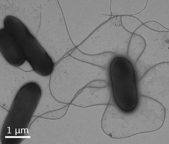 Researchers discover Achilles' heel of bacteria Bild: Researchers discover Achilles' heel of bacteria