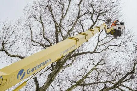 Bild: Umzugshelfer mit Ausnahmegenehmigung Große Krähenumsiedlung in Büderich am Niederrhein mittels Hubarbeitsbühne