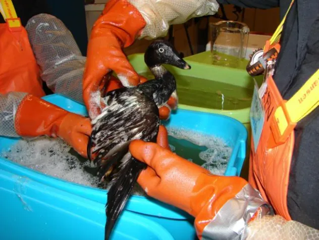 Ölpest in der Nordsee: Was wäre wenn…? Bild: Ölpest in der Nordsee: Was wäre wenn…?