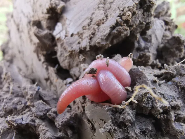 Bild: Citizen Science: Werden Sie Biodiversitätsbotschafter*in