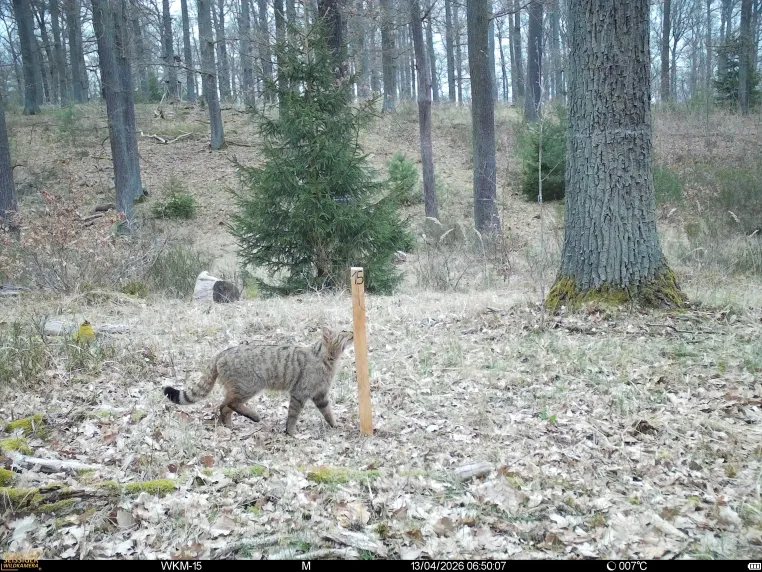 Bild: Kleine Sensation im Barnim: HNEE weist erstmals genetisch reine Wildkatzen nach