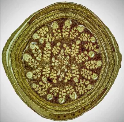 Bild: Zauberhafte Mikrowelt: ungewohnte Blicke in unsere Natur