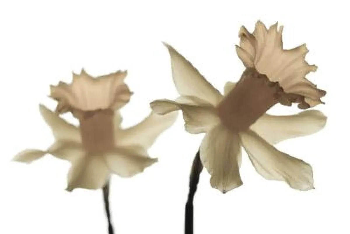 Unternehmen, die narzisstische Kräfte in produktive Bahnen lenken, blühen prachtvoll auf.