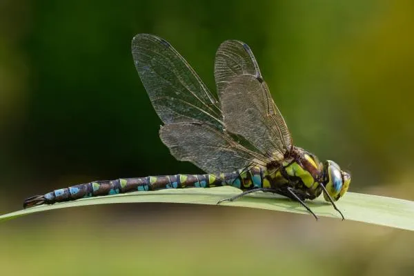 Fotokurs Makrofotografie-Spezial 'Focus Stacking' mit Profi-Fotograf Dr. Björn langlotz Bild: Fotokurs Makrofotografie-Spezial 'Focus Stacking' mit Profi-Fotograf Dr. Björn langlotz