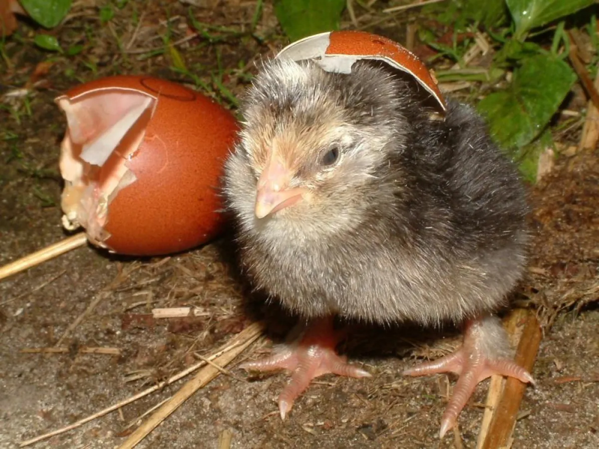 Osterküken im OTTER-Zentrum. Bild Südheide Gifhorn GmbH