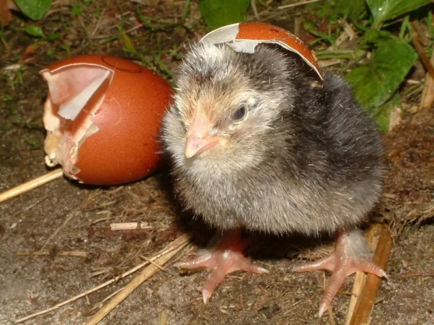 Bild: Osterküken beim Schlüpfen zusehen
