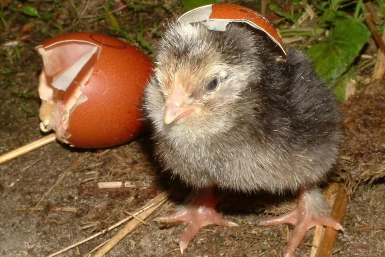 Bild: Osterküken beim Schlüpfen zusehen