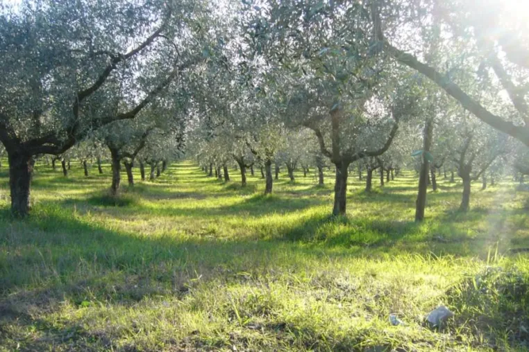 Bild: Agriturismo La Rogaia. Was passiert eigentlich im Laufe eines Jahres im Olivenhain?