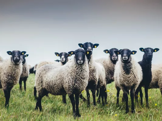 Bild: Ganz schön Schaf: Calling Sheep