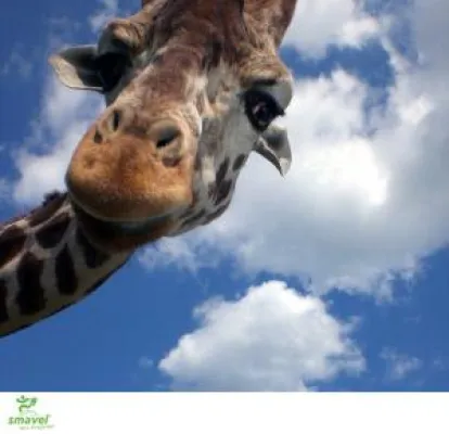 Bild: Neue Übersicht - Schöne Zoos und Tierparks in Deutschland