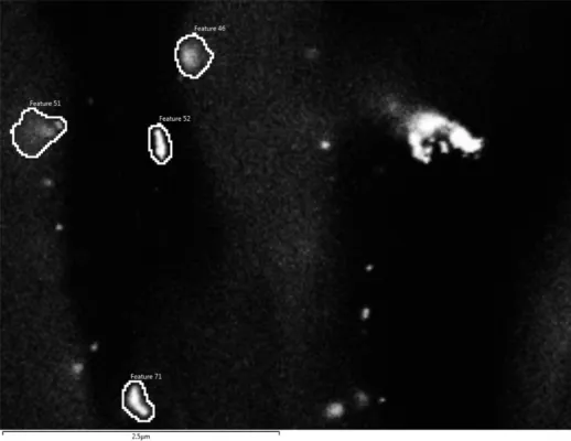 Bild: Nachgewiesen: Getreidepflanzen nehmen Nanoplastik auf